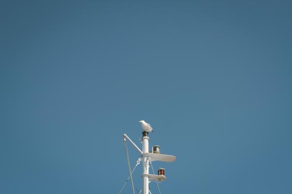 Seagull on the Top