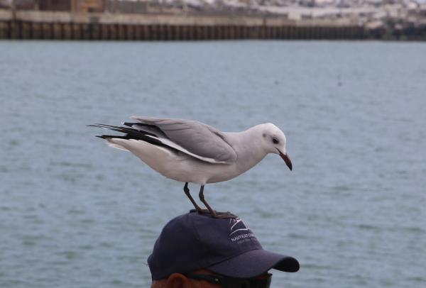 Seagull plays on the head