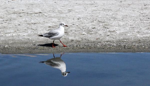 Seagull reflection