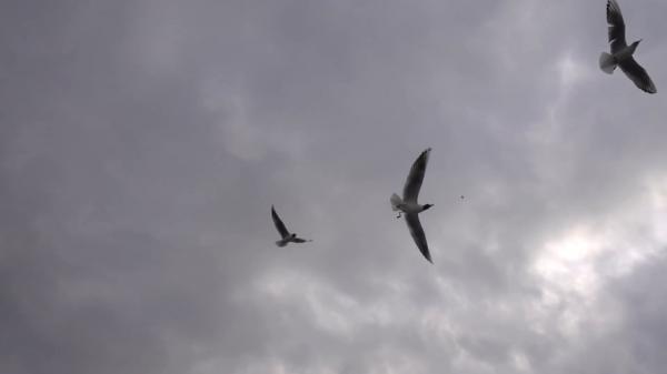 Seagulls flying