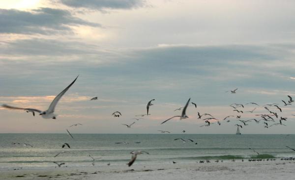 Seagulls flying over the beach at sunset