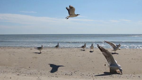 Seagulls on beach