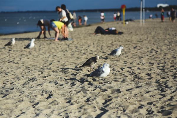 Seagulls on the beach