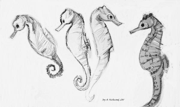 Seahorse Sketch