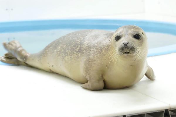 Seal