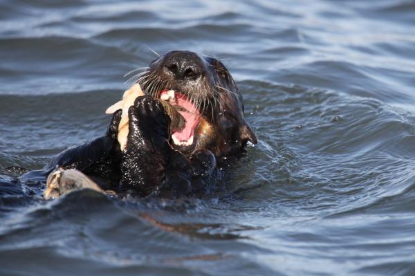 Seal in the Ocean