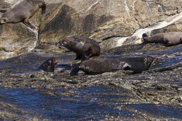 Seals on Nee Islets