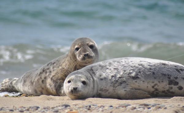 Seals on the Shore