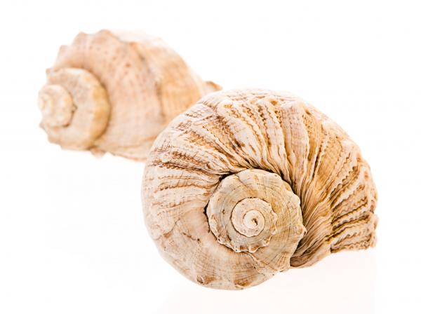 Seashell