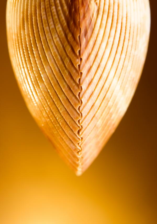 Seashell