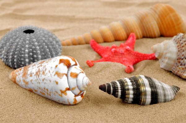 Seashell