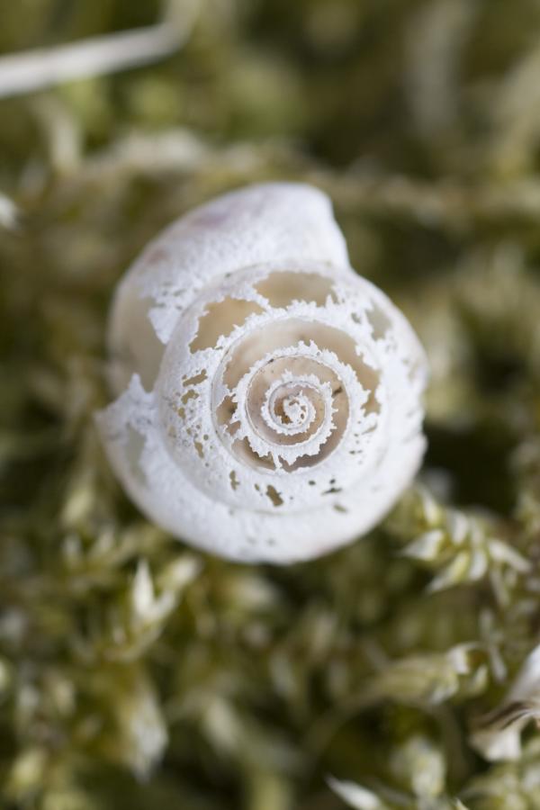 Seashell