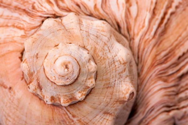 Seashell