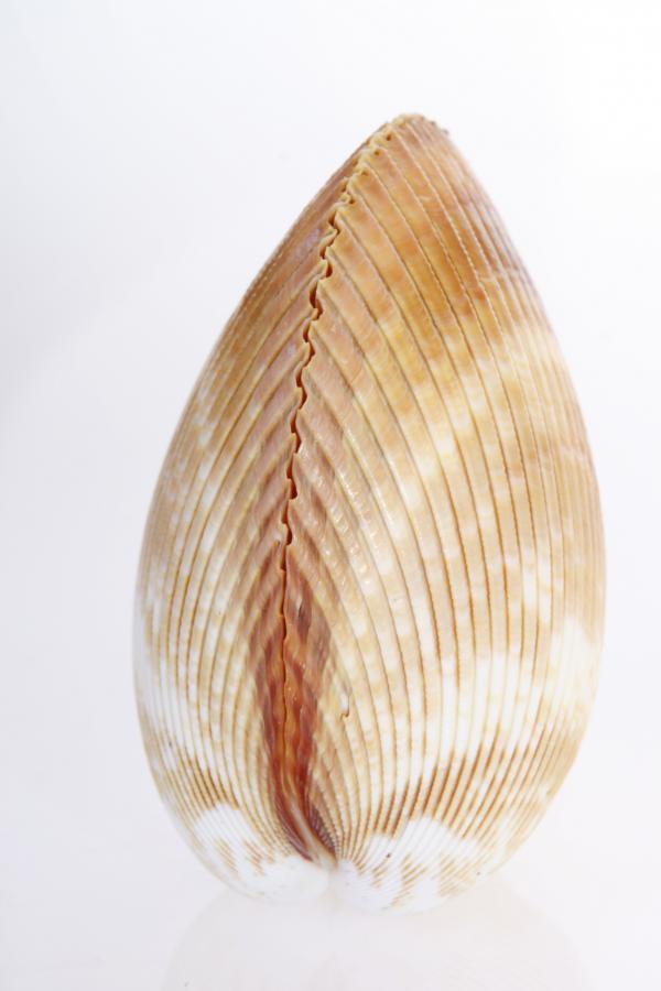 Seashell