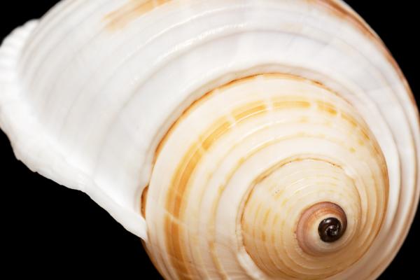 seashell