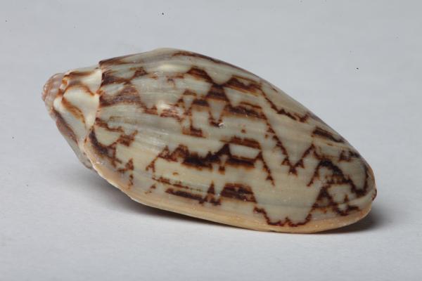 Seashell isolated on white background