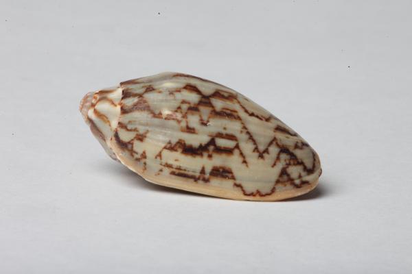 Seashell isolated on white background
