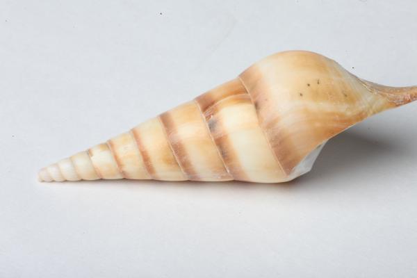 Seashell isolated on white background