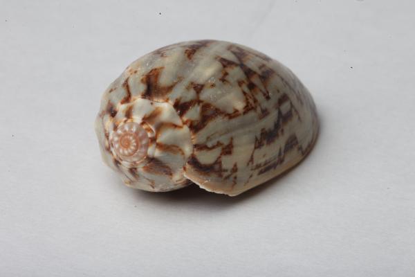 Seashell isolated on white background