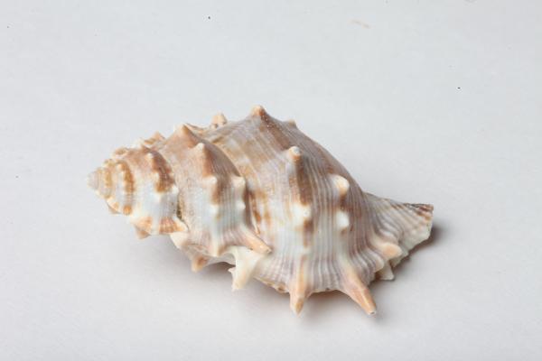 Seashell isolated on white background