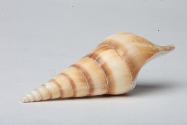 Seashell isolated on white background