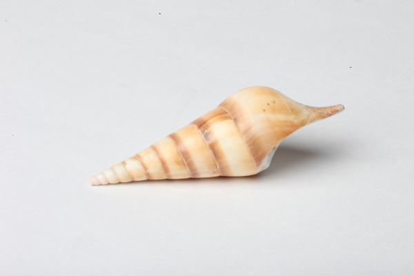 Seashell isolated on white background