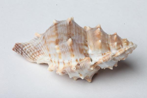 Seashell isolated on white background