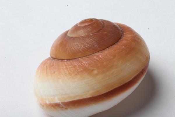 Seashell isolated on white background