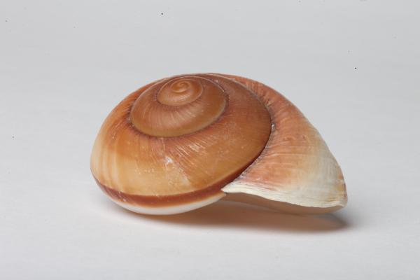 Seashell isolated on white background