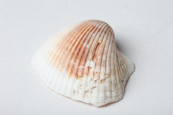 Seashell isolated on white background