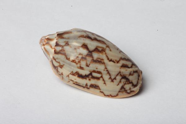 Seashell isolated on white background