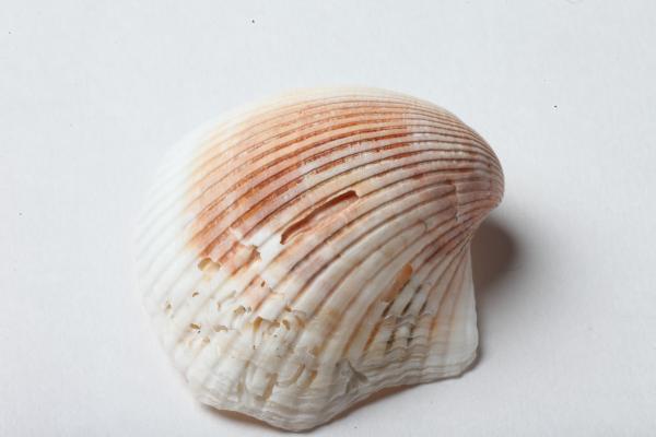 Seashell isolated on white background
