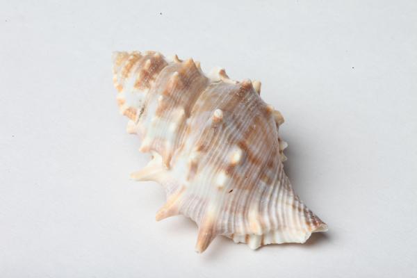 Seashell isolated on white background