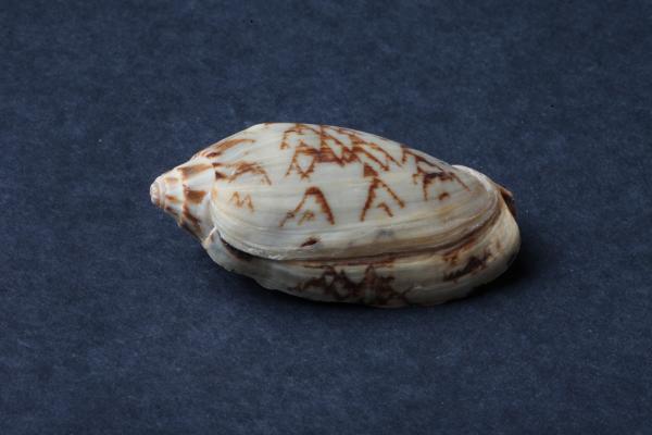 Seashell on dark background
