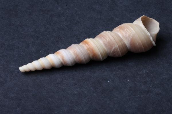 Seashell on dark background