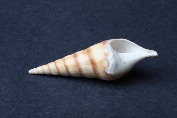 Seashell on dark background