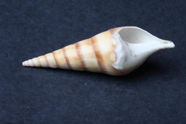 Seashell on dark background