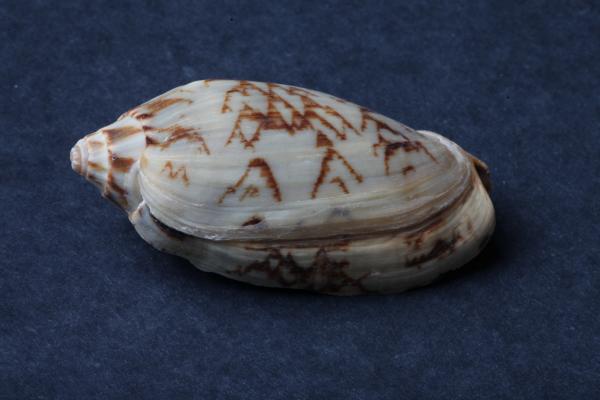 Seashell on dark background