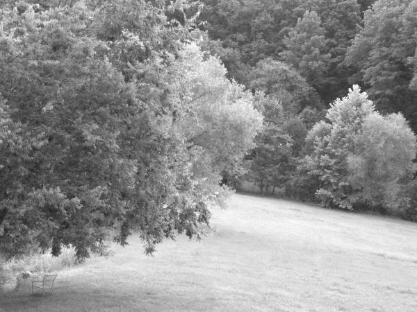 Seat Under Tree Black & White