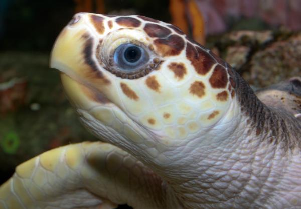 Turtle head