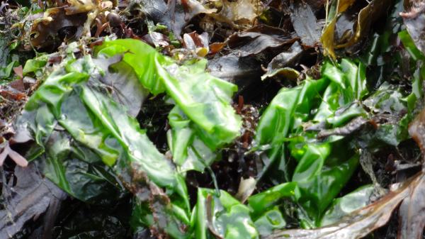 Seaweed