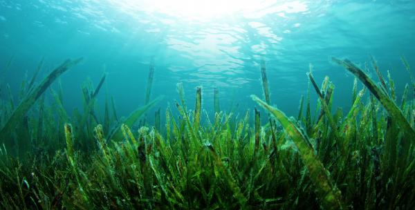Seaweed