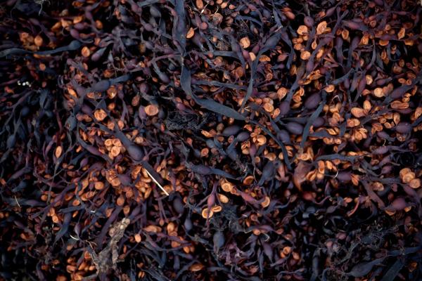 Seaweed Texture