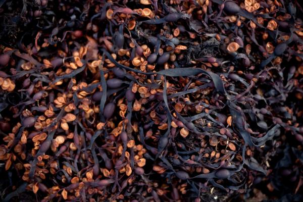 Seaweed Texture