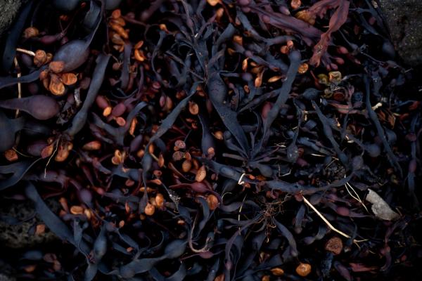 Seaweed Texture