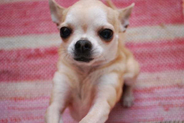 See ei ole rott