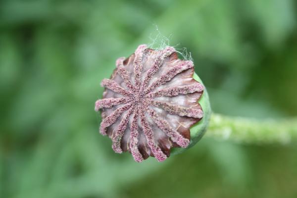 Seed Pot