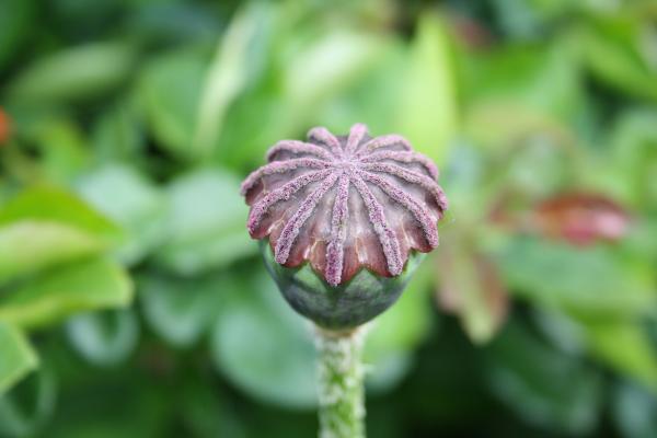 Seed Pot