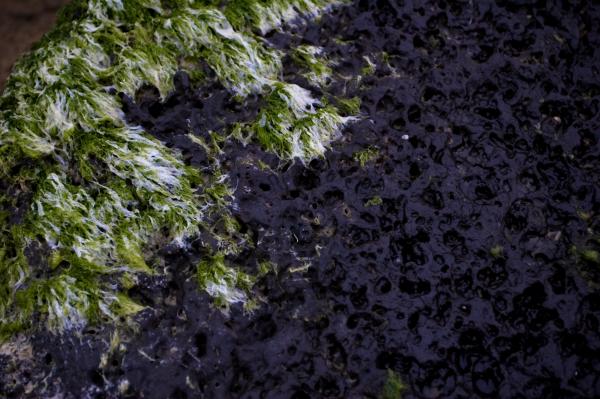 Seeweed on Rock Texture