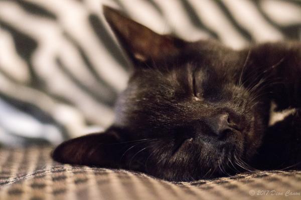 Selective Focus of Black Cat Photo